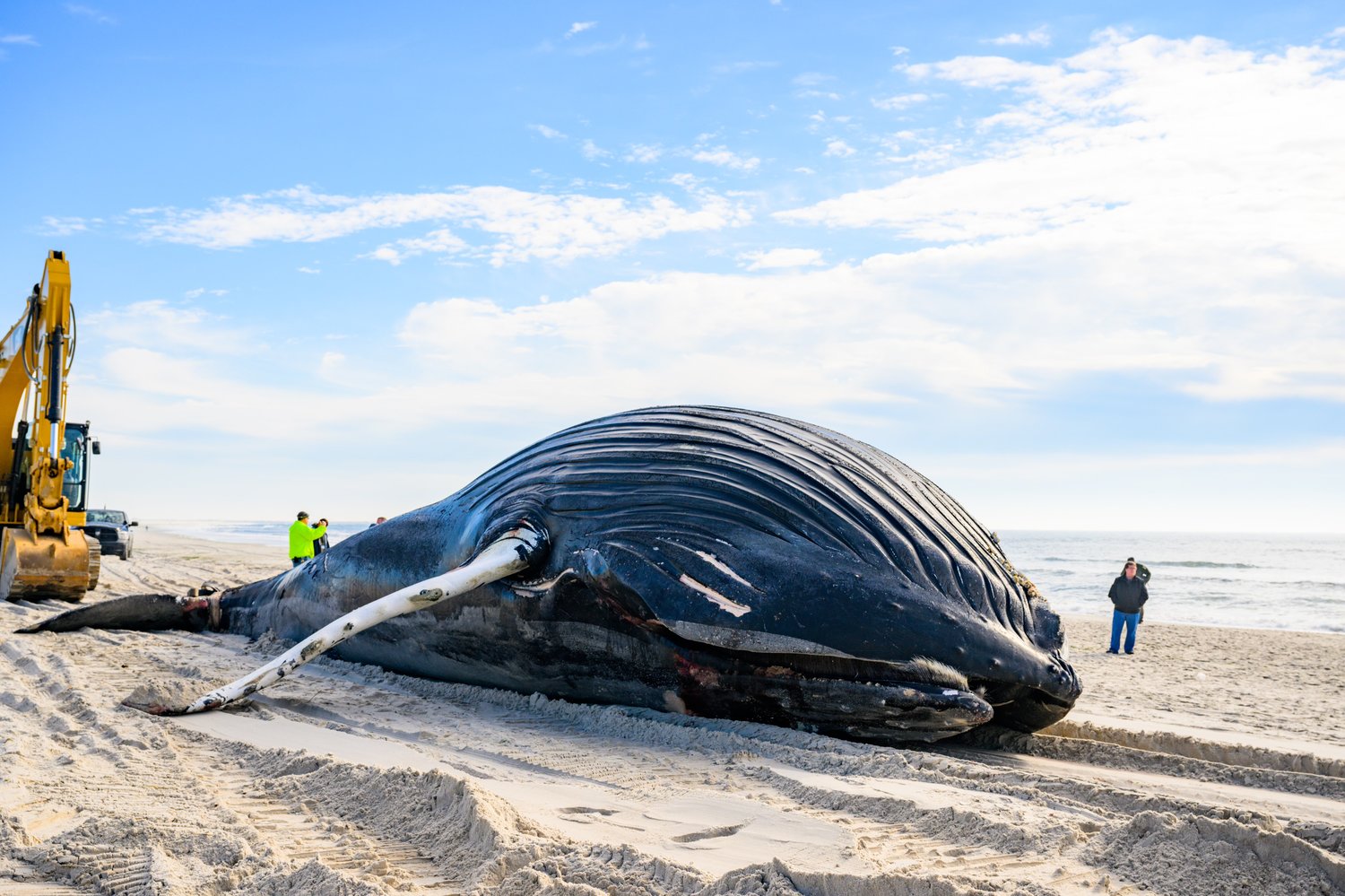 Giant humpback found washed up at Lido Beach Monday morning | Herald